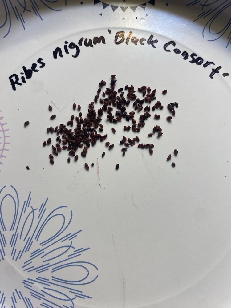 ‘Black Consort’ Black Currant Seed, 100 Ct.