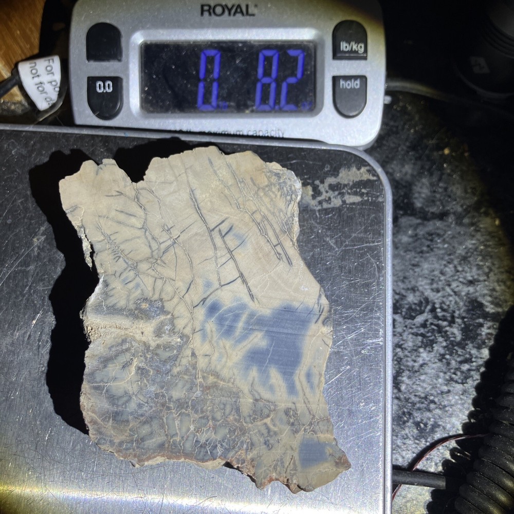 Woodworthia Petrified Wood