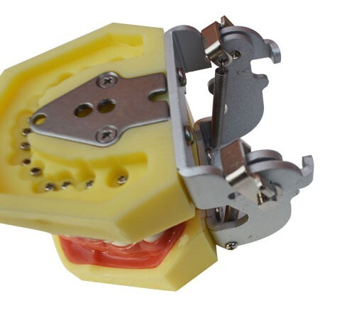 Teeth Model,Demonstration Teeth Model Standard Study Teaching Model