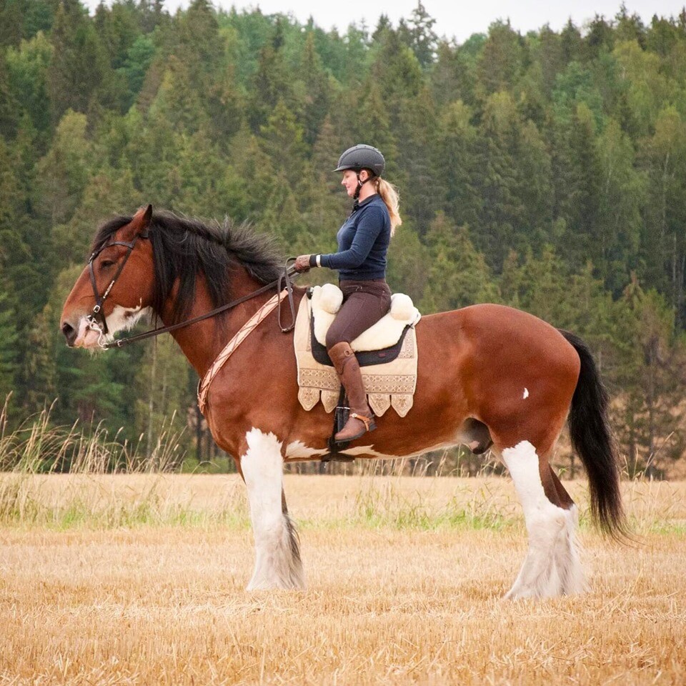 DRAGON Hackamore Replacement Cheeks Bitless Horse Bit English Western