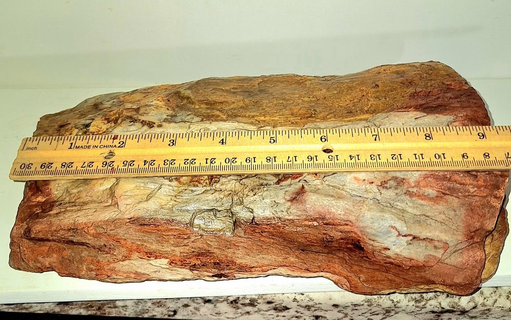 Petrified Wood