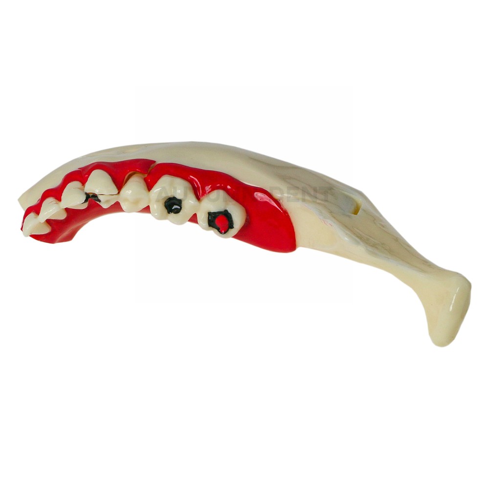 Dental Mandibular Tissue Teeth Anatomical Model Patient Teach Study Education