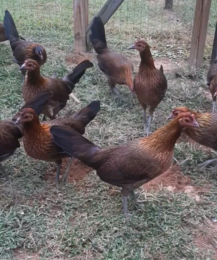 12 Chicken Hatching Eggs.