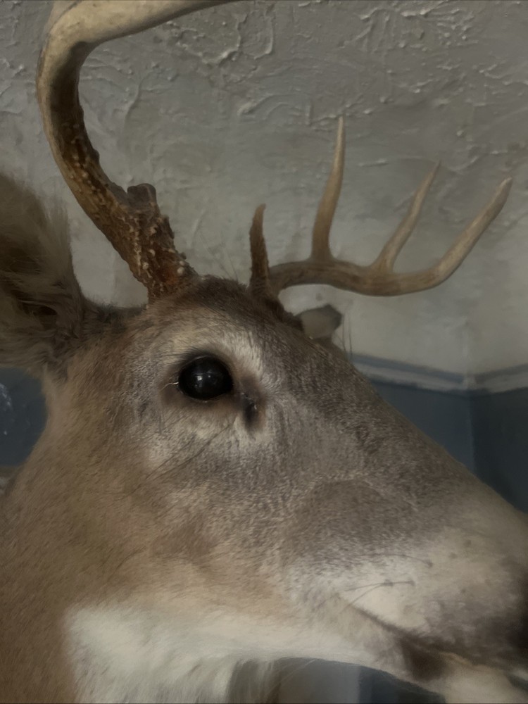 8 point whitetail deer mount