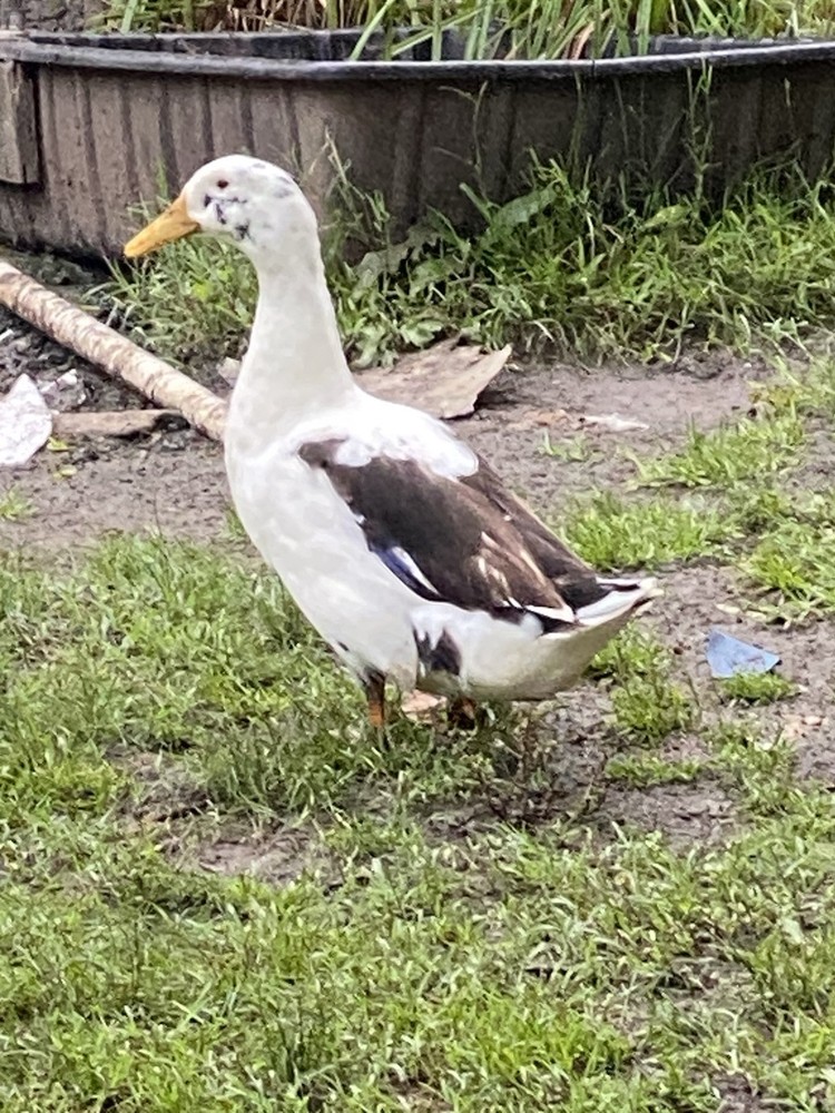 ancona duck eggs, Dozen