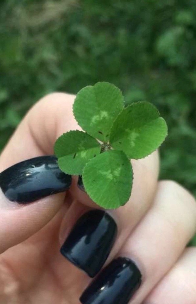 Genuine Four Leaf Clover