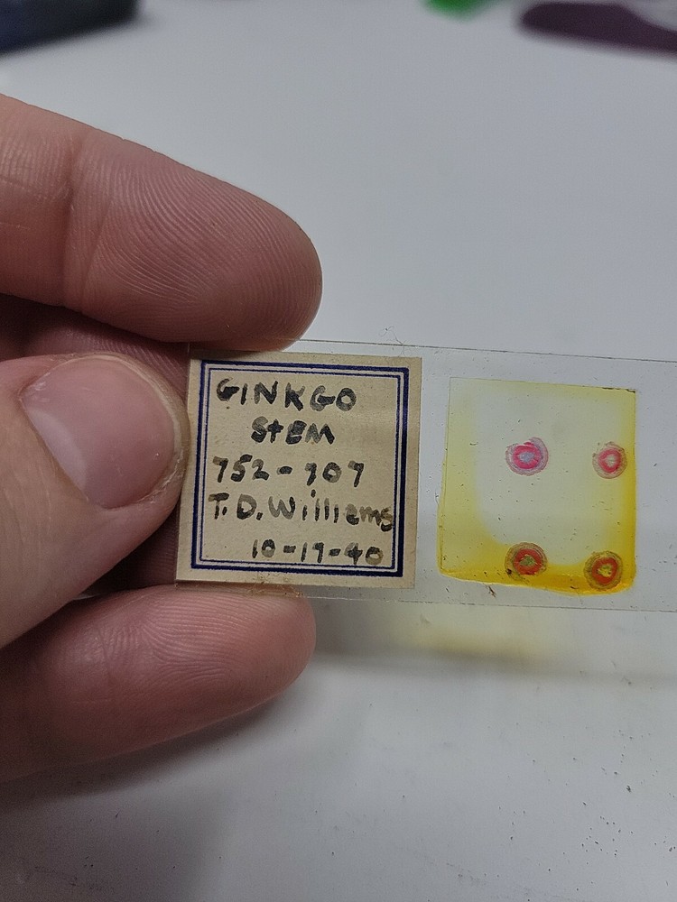 Vintage Microscope Slide 1940