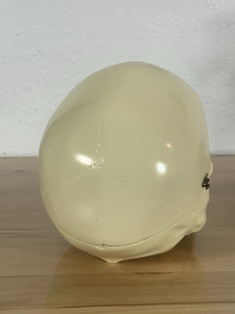 Anatomically Correct Life Size Skull Removable Cranium & Brain Teaching Aid