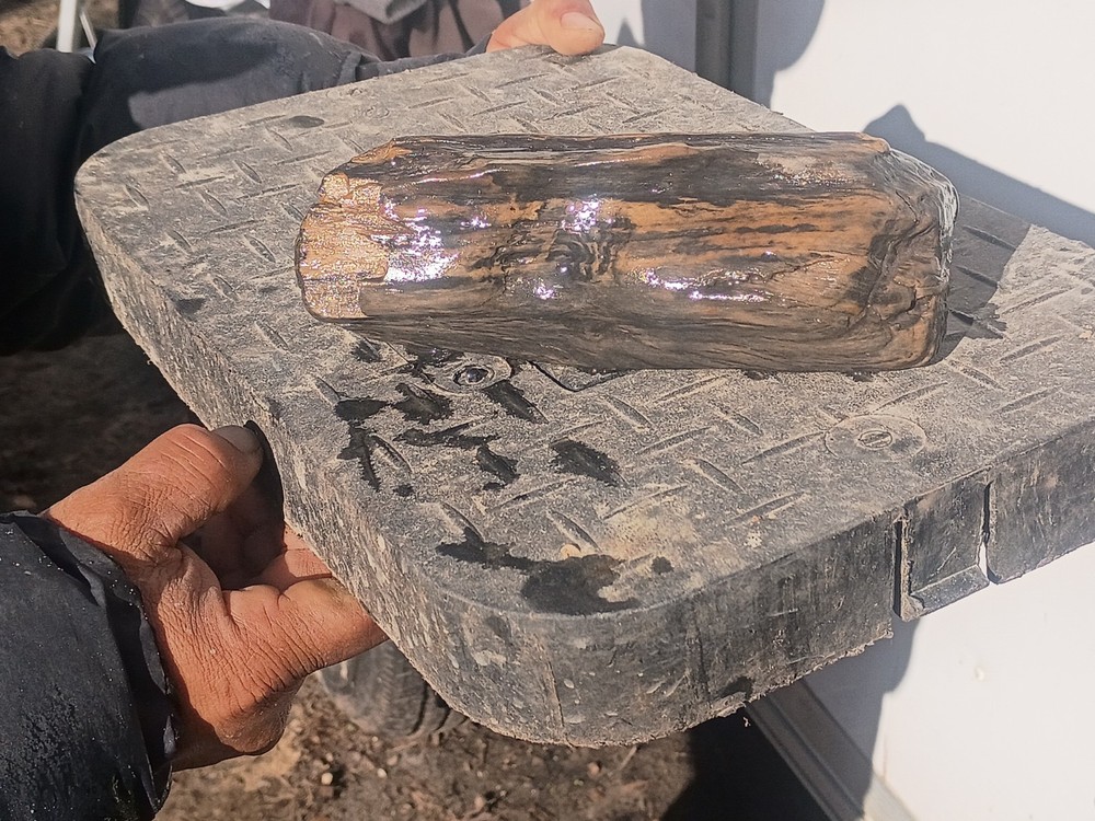 Petrafied Wood