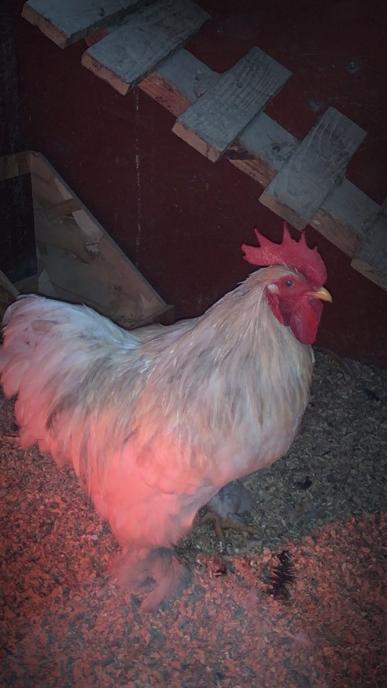 Bantam Cochin Eggs