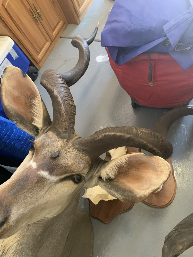 African Kudu