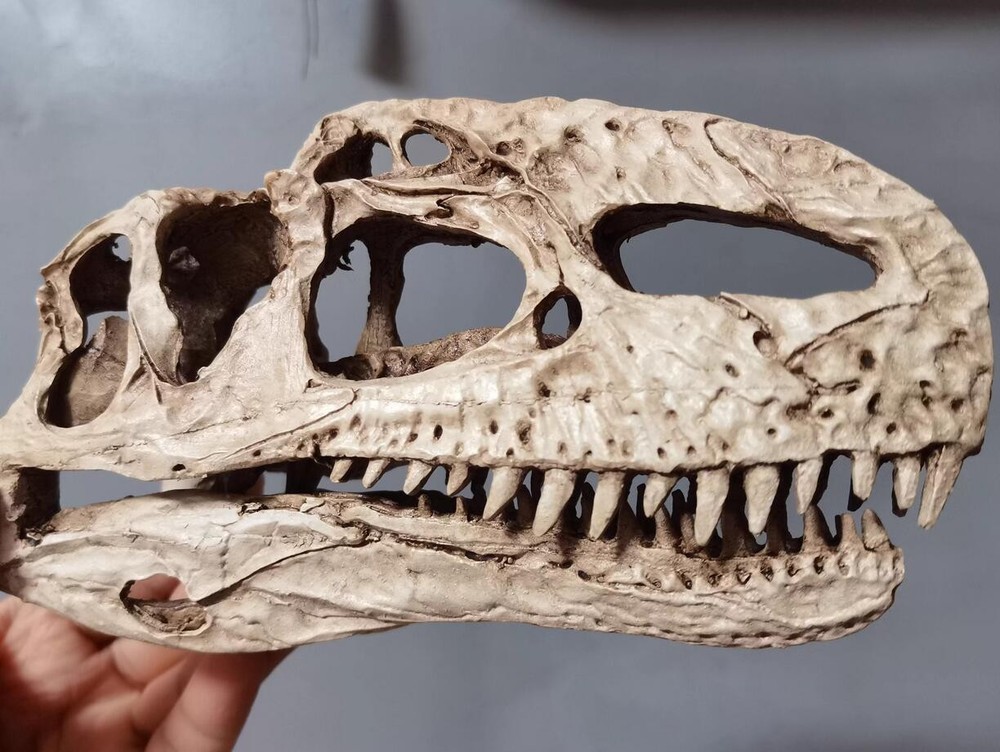Monolophosaurus Skull Model Dinosaur Statue Display Animal Model White
