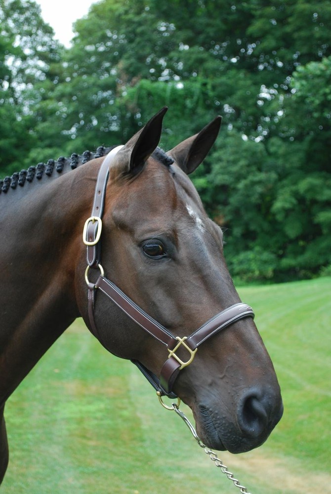 KL Select Red Barn Kate Leather Halter