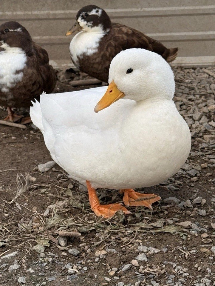 10 Call Duck Hatching Eggs