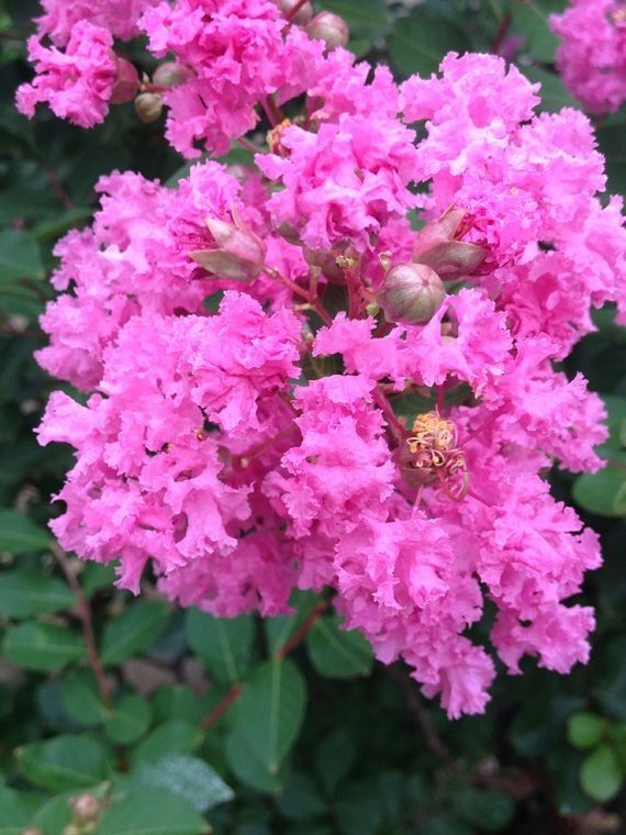 Crape Myrtle Tree 2 Bare-root