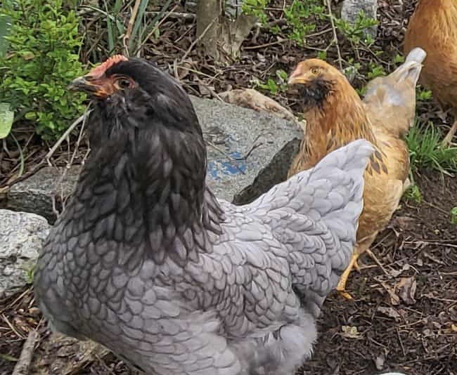 Easter Egg 12+ Hatching Eggs possible fancy feet