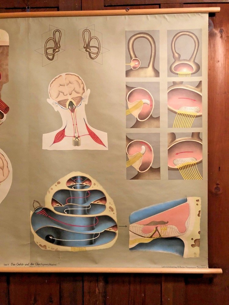 Vintage EAR German Educational Pull Down Chart by Hagemann / Denoyer Geppert Co