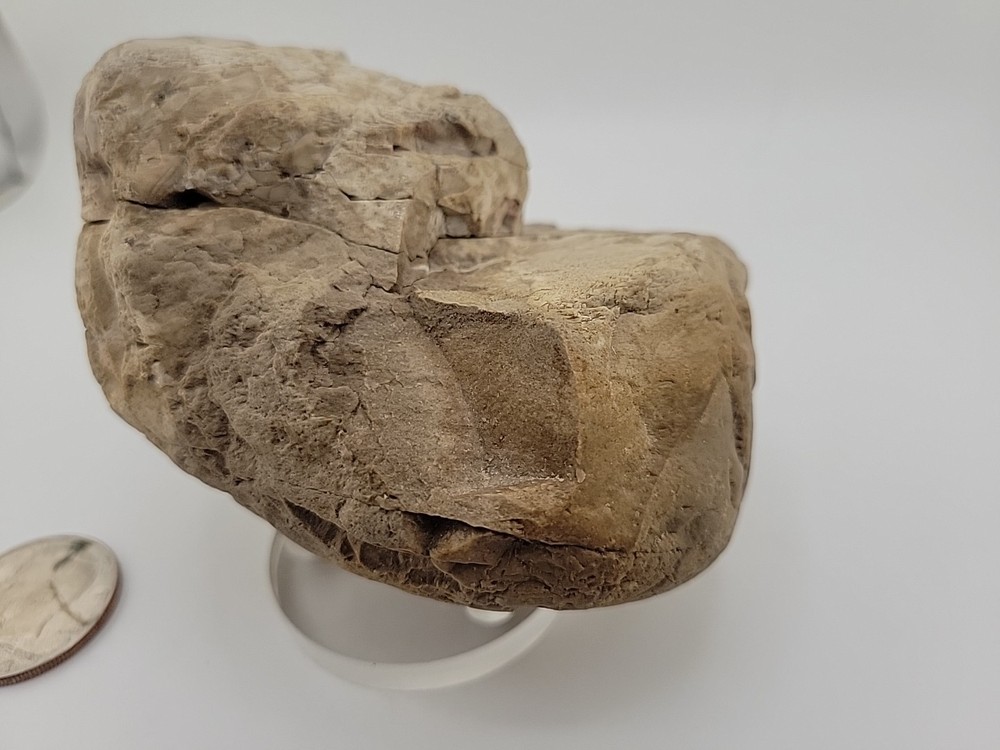 Egg Fossil Permineralized Compression Reptile Egg Fossil