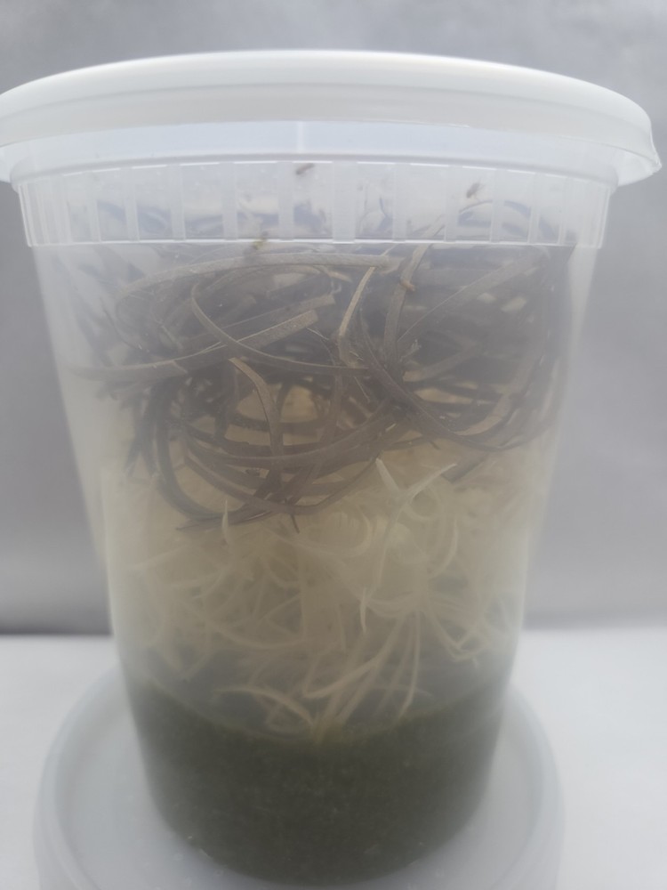 Easy Dispense Flightless Fruit Fly (Melanogaster/Small Fly)