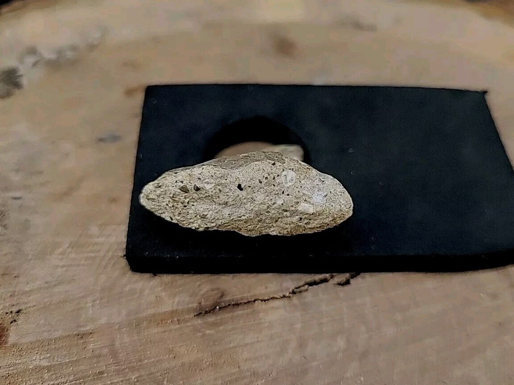Real Dinosaur Fossilized Tooth Jaw Bone Piece Connected