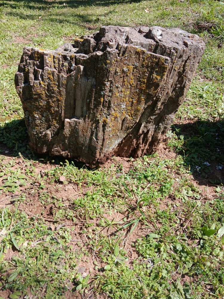 Large Petrified Log