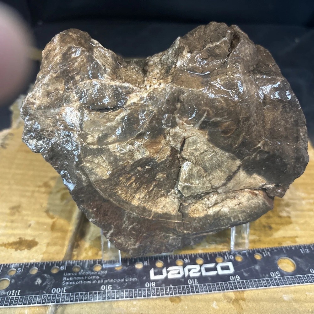 Colorful petrified wood