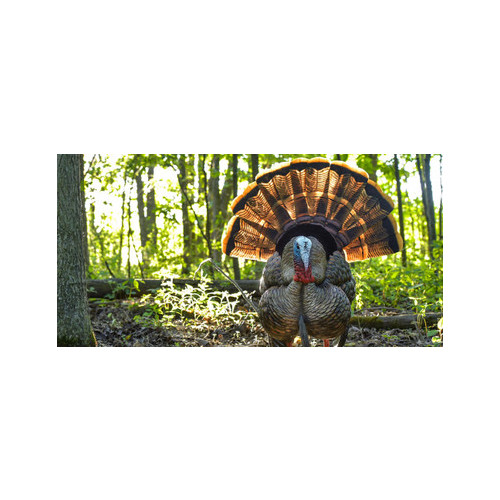 AvianX HDR Strutter Decoy