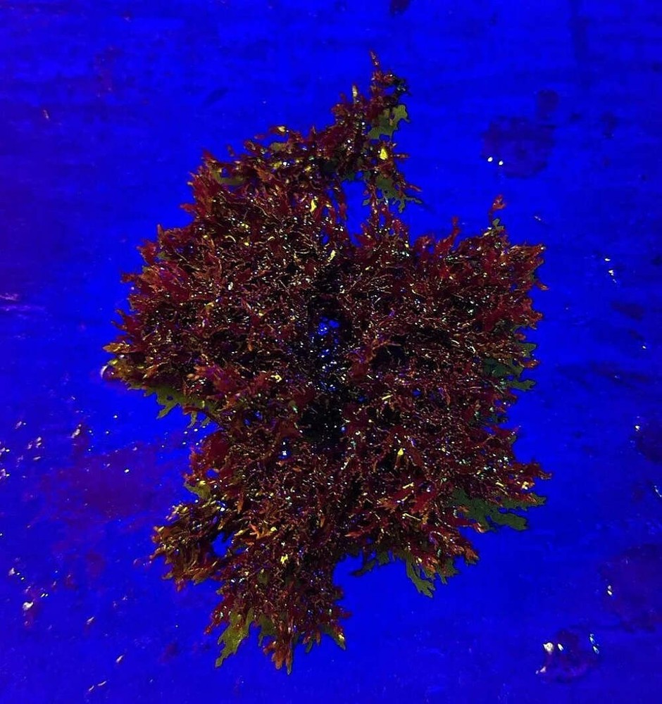 Live Red Dragon's Breath Algae