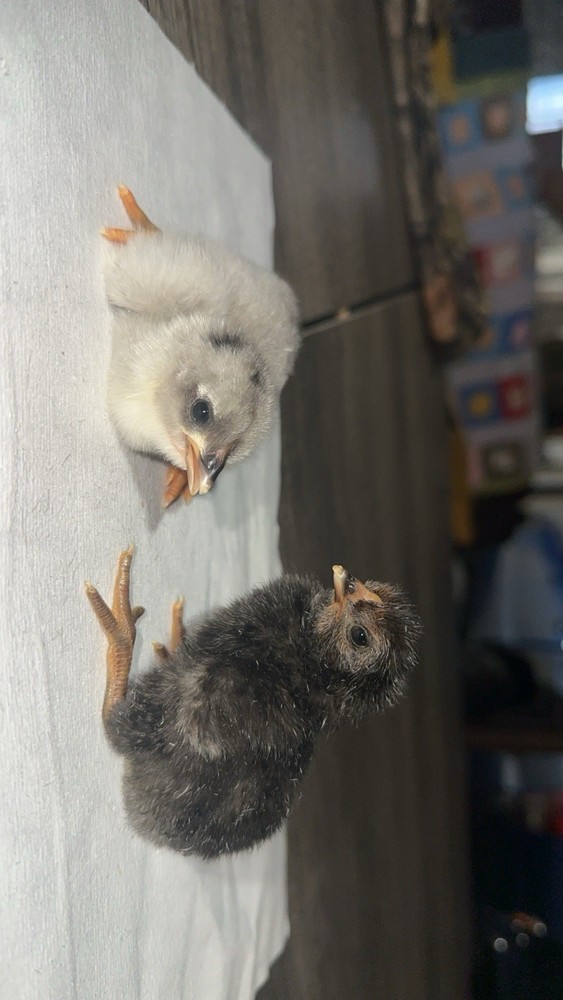 12 Assorted Hatching Eggs, EASTER EGGER, BCM, LAVENDER ORPINGTON, ETC.