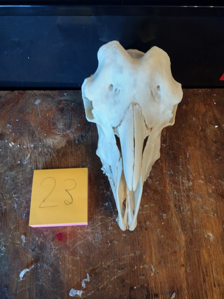 Goat Skull