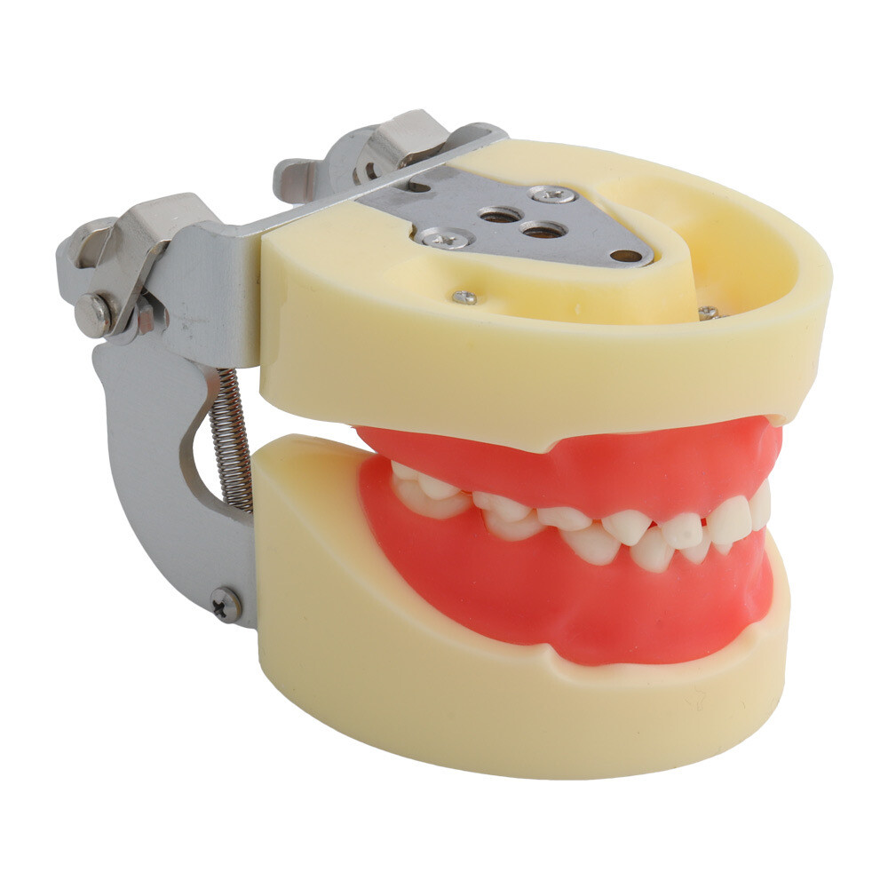 24 Teeth Removable Replaceable Children Deciduous Tooth Preparation Teacth Model