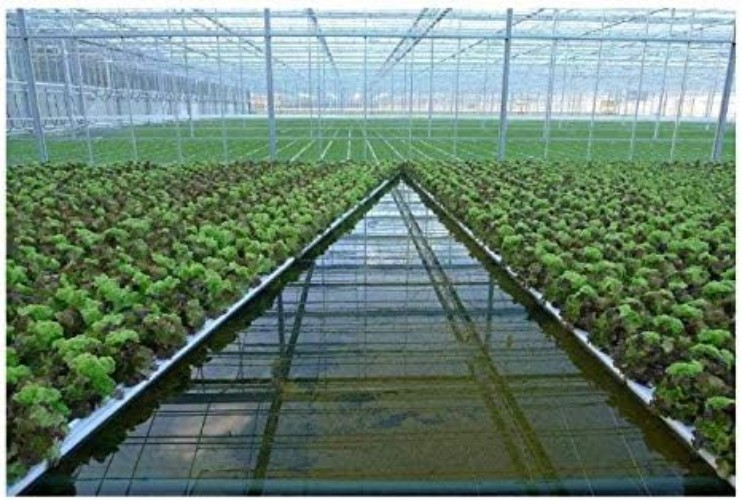 Rockwool Grow Cubes Starter Sheets for Cloning Seed Starting Hydroponic