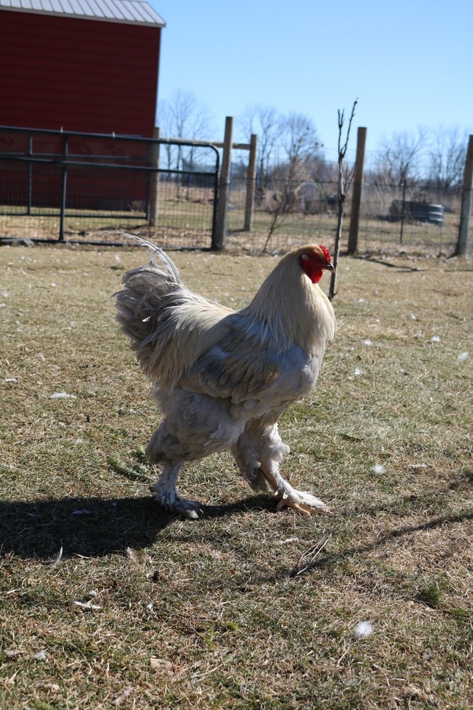 6+ Isabel Large Breed Brahma Hatching Eggs