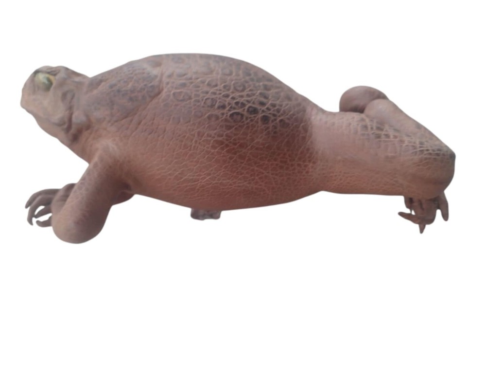 Handmade Sugar Cane Toad, Stuffed - Real Toad Leather