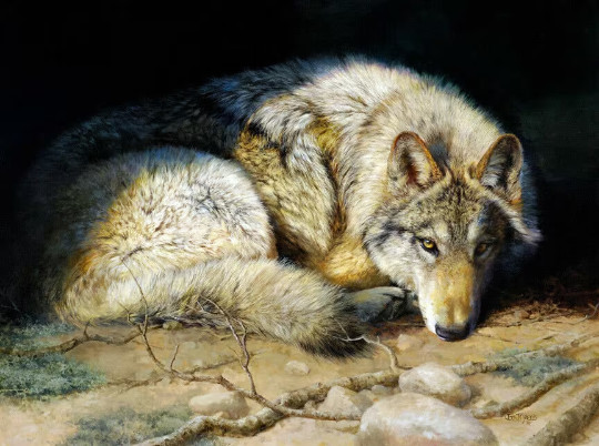 wild wolf eyes wildlife ceramic tile mural backsplash