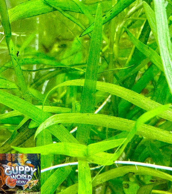 Pogostemon Stellatus Octopus Stems