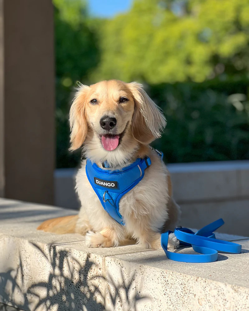 NWT Django Tahoe No Pull Dog Harness - Alpine Blue