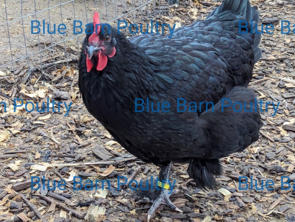 6 Solid Black Marans Chicken Hatching Eggs. Purebred. NPIP.