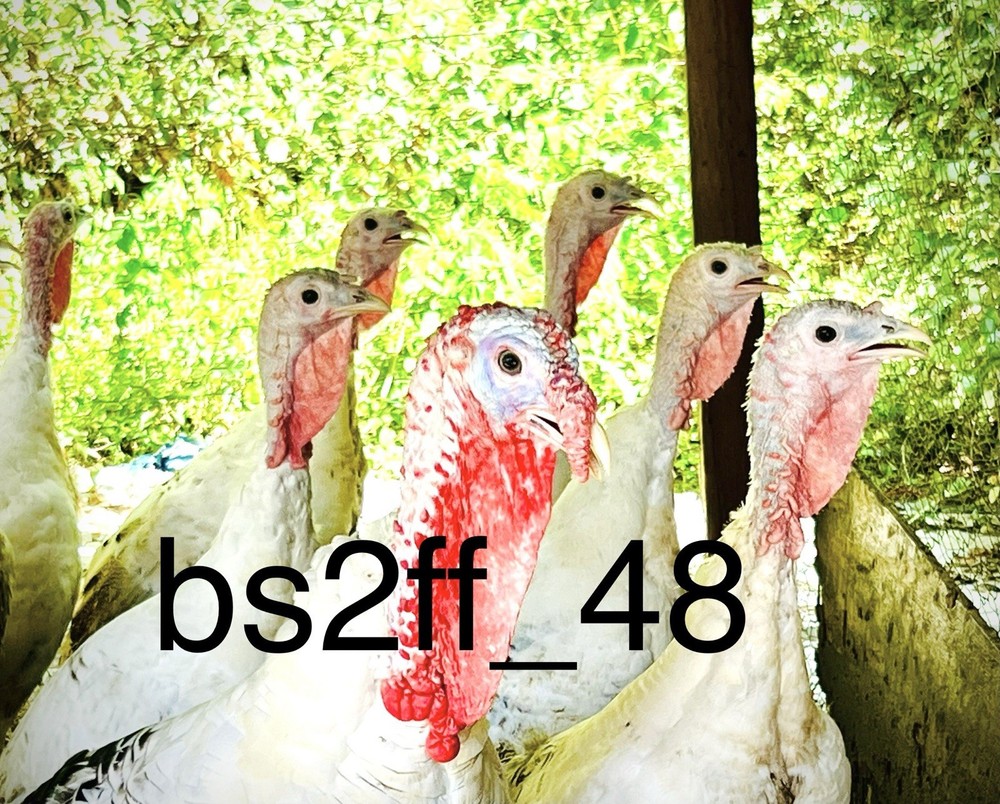 12 Royal Palm Turkey Hatching Eggs