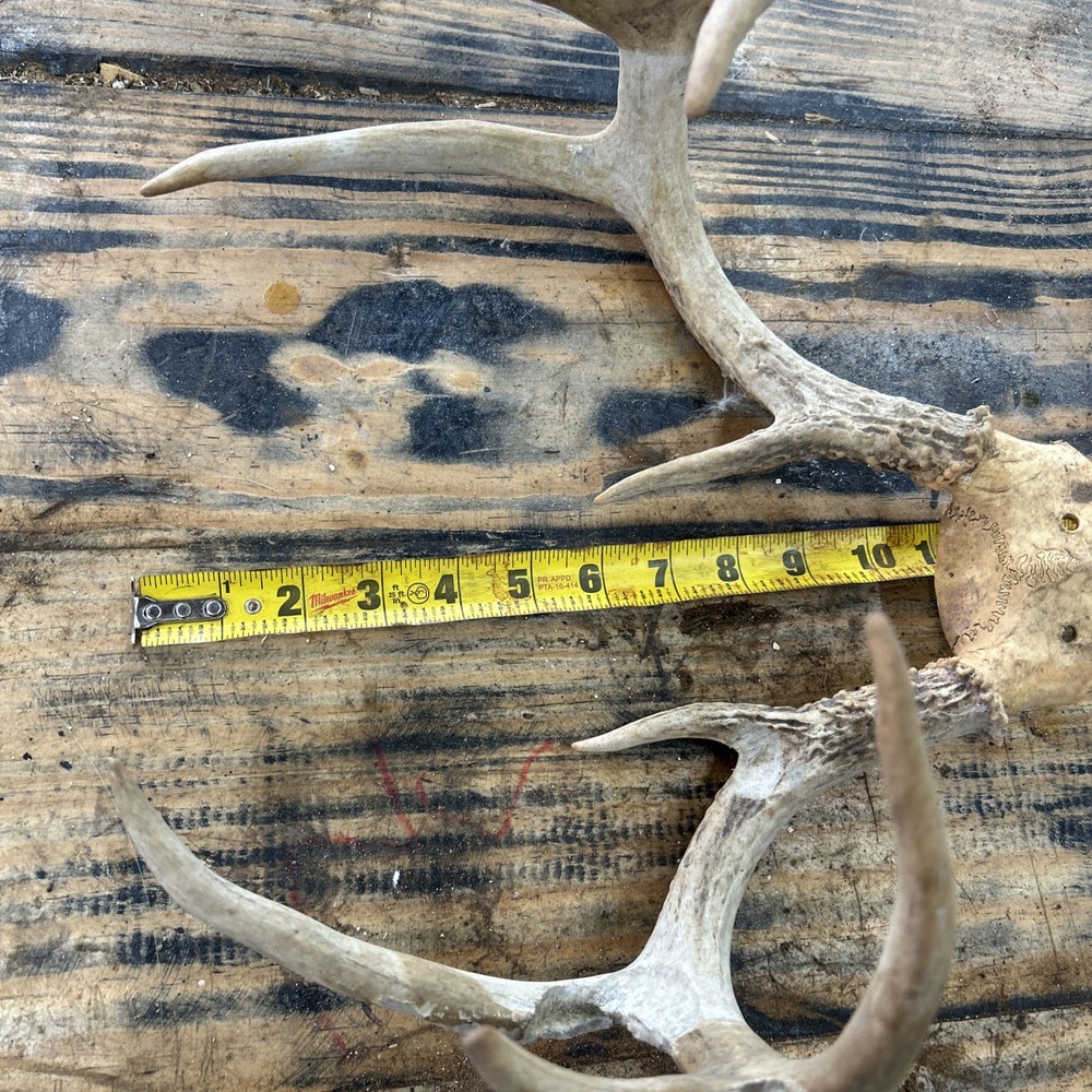 Deer Antlers