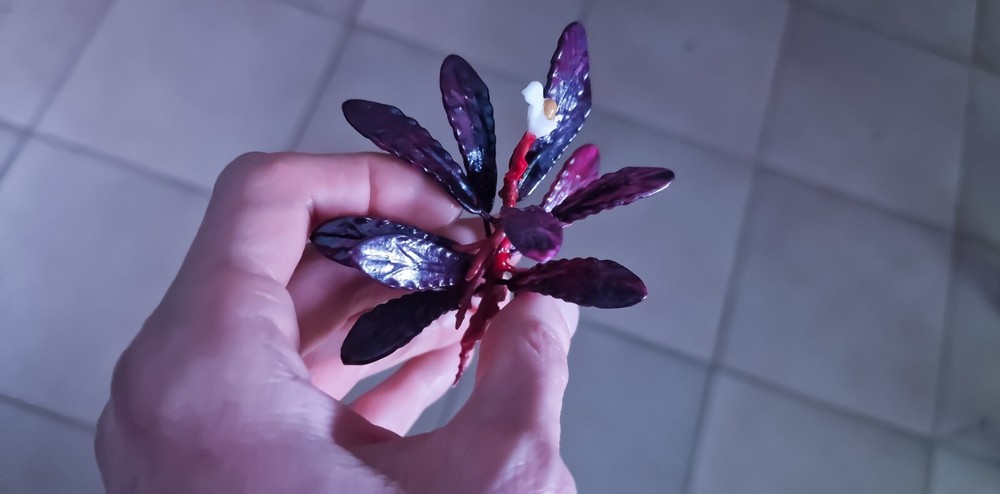 Bucephalandra Brownie Ghost 2011 Modeling 3d Printed Resin