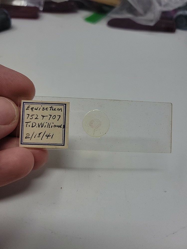 Vintage Microscope Slide 1941