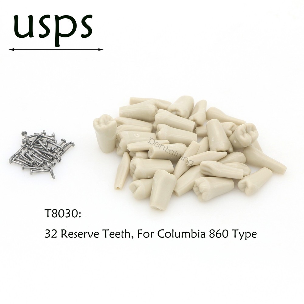 US Columbia Dentoform 860 Dental Study Model 32 Replace Teeth Mounting Pole