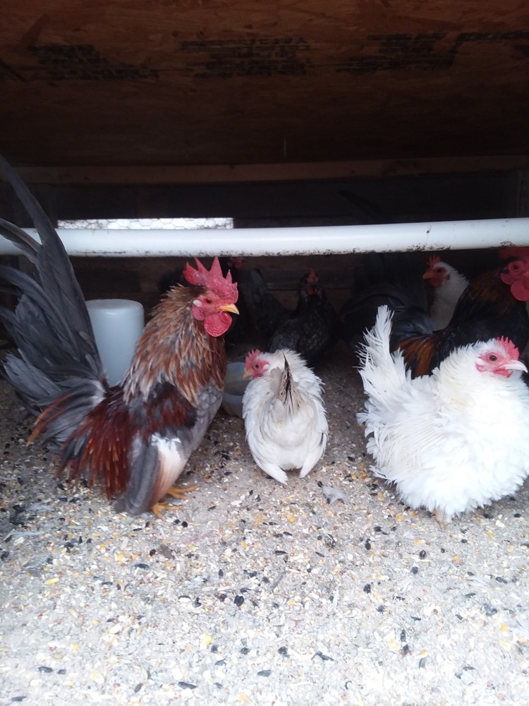 10+ Fertile Serama Chicken Hatching Eggs
