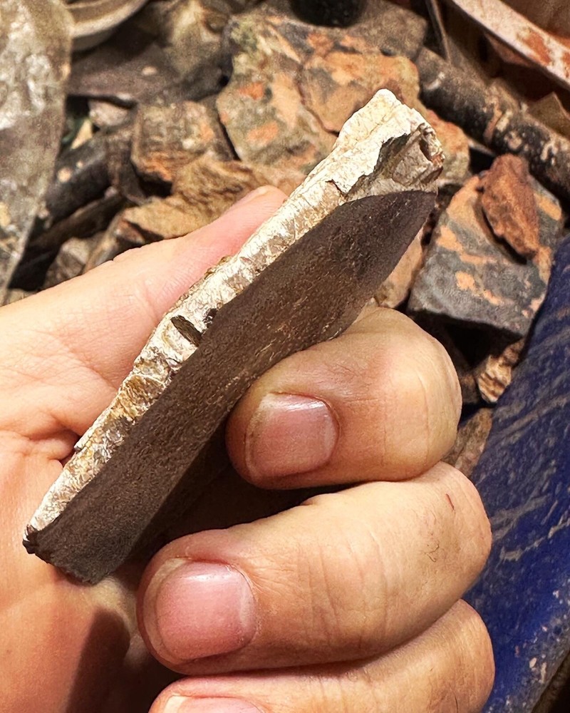 Dinosaur bone rough end cut.
