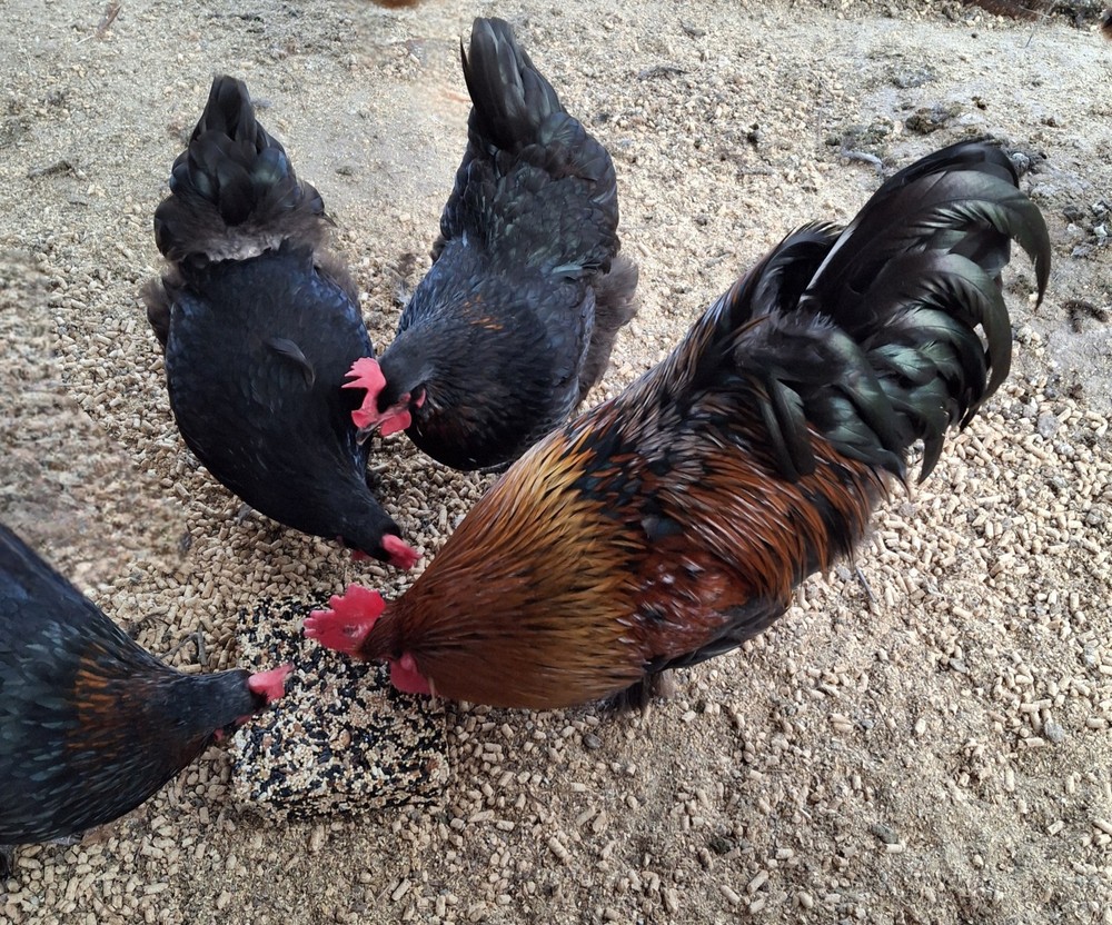 10+2   Black Copper Maran Hatching Eggs