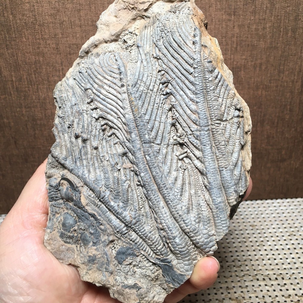 508g Natural crystal specimens md3198