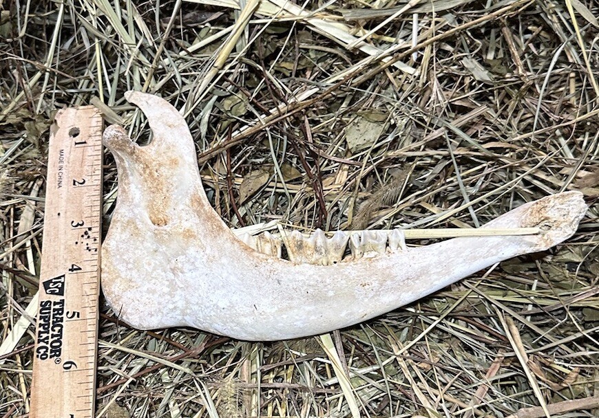 Small Cow Jaw Bones