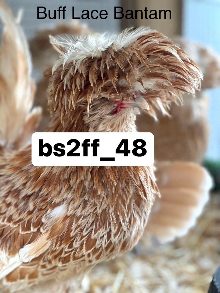 24 Pure Breed Hatching Eggs Variety Pack