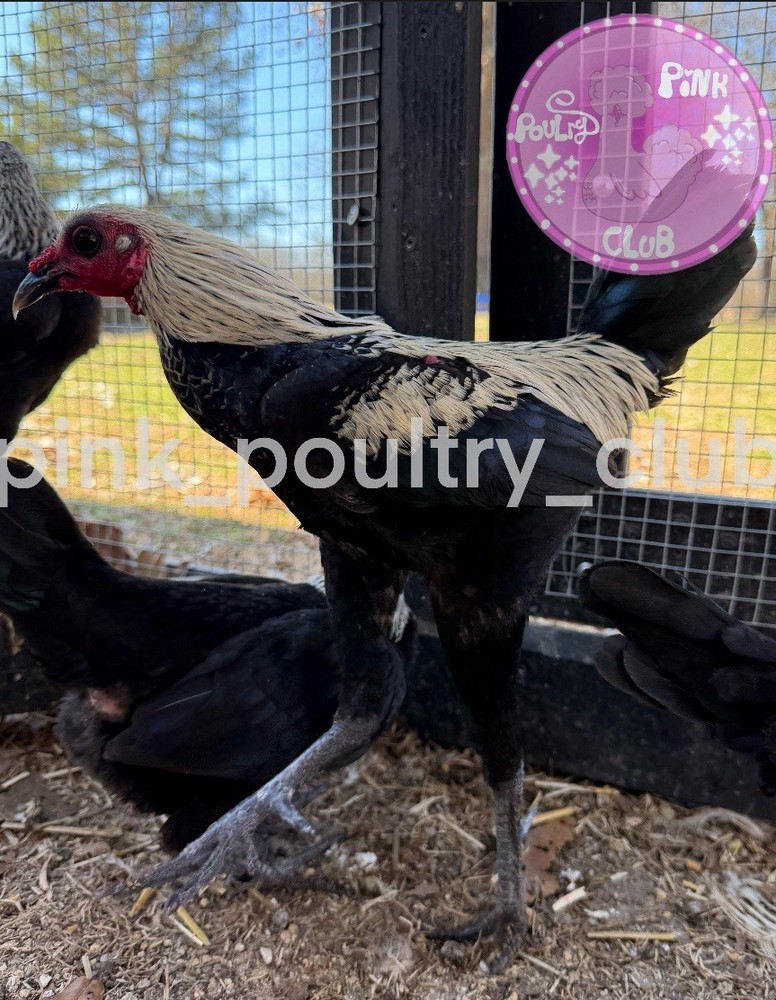 6 RARE high quality Modern hatching Eggs Black Birchen Splash Silver Blue